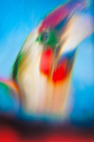 Wyne Veen - Goldfinch